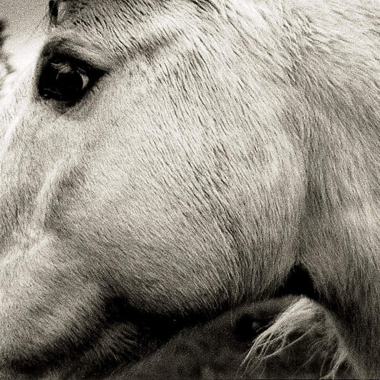 BONNY LIGHT HORSEMAN = S/T